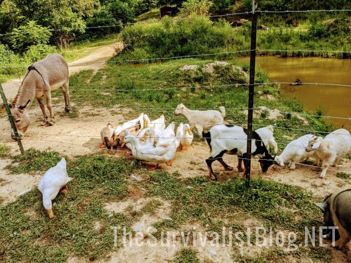 geese goats donkey on the homestead