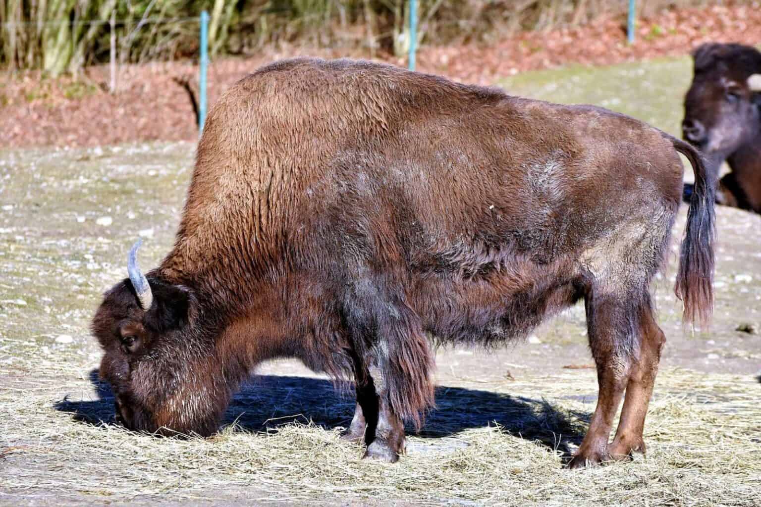 a bison
