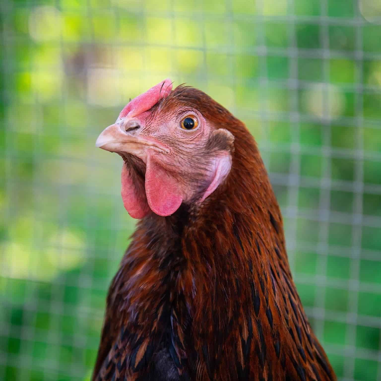 hen close-up