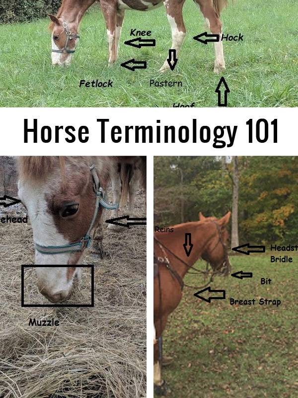 Horse Terminology 101 | The Survivalist Blog