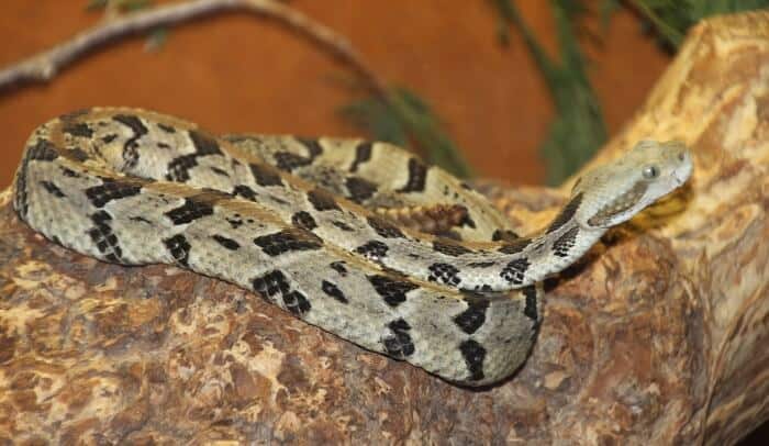 Top 9 Poisonous Snakes to Watch Out for in the Wilderness ...