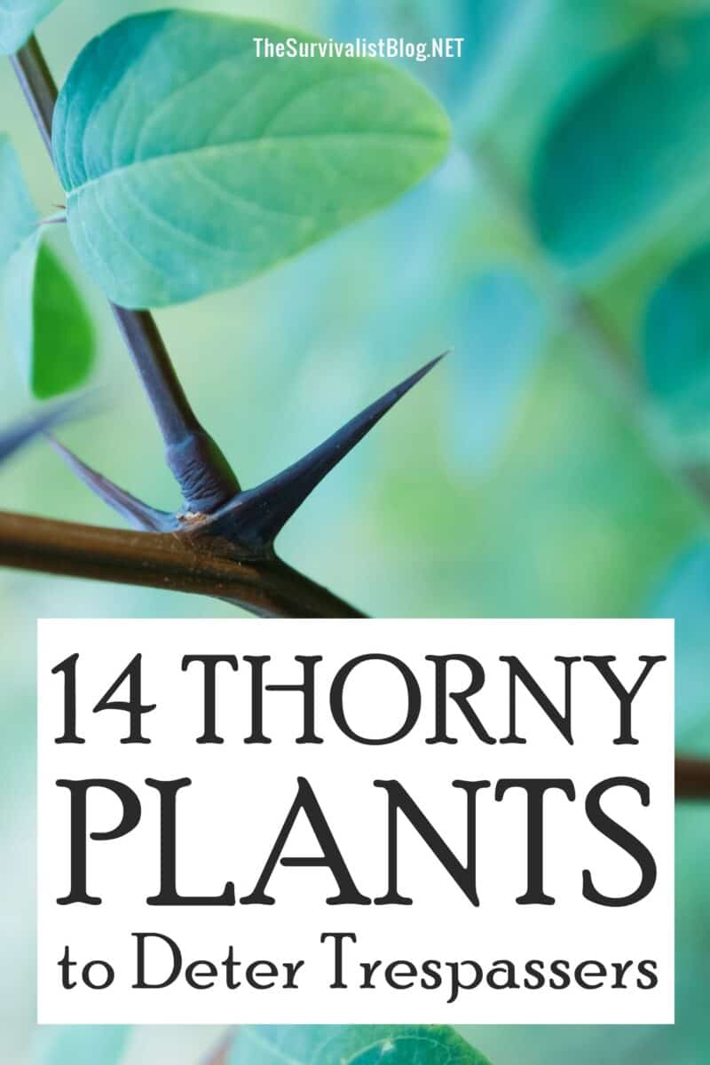 thorny plants Pinterest image